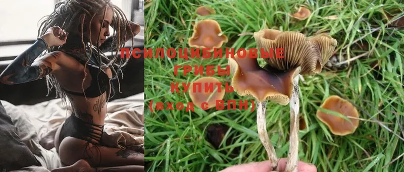 хочу наркоту  Богородск  Псилоцибиновые грибы Magic Shrooms 